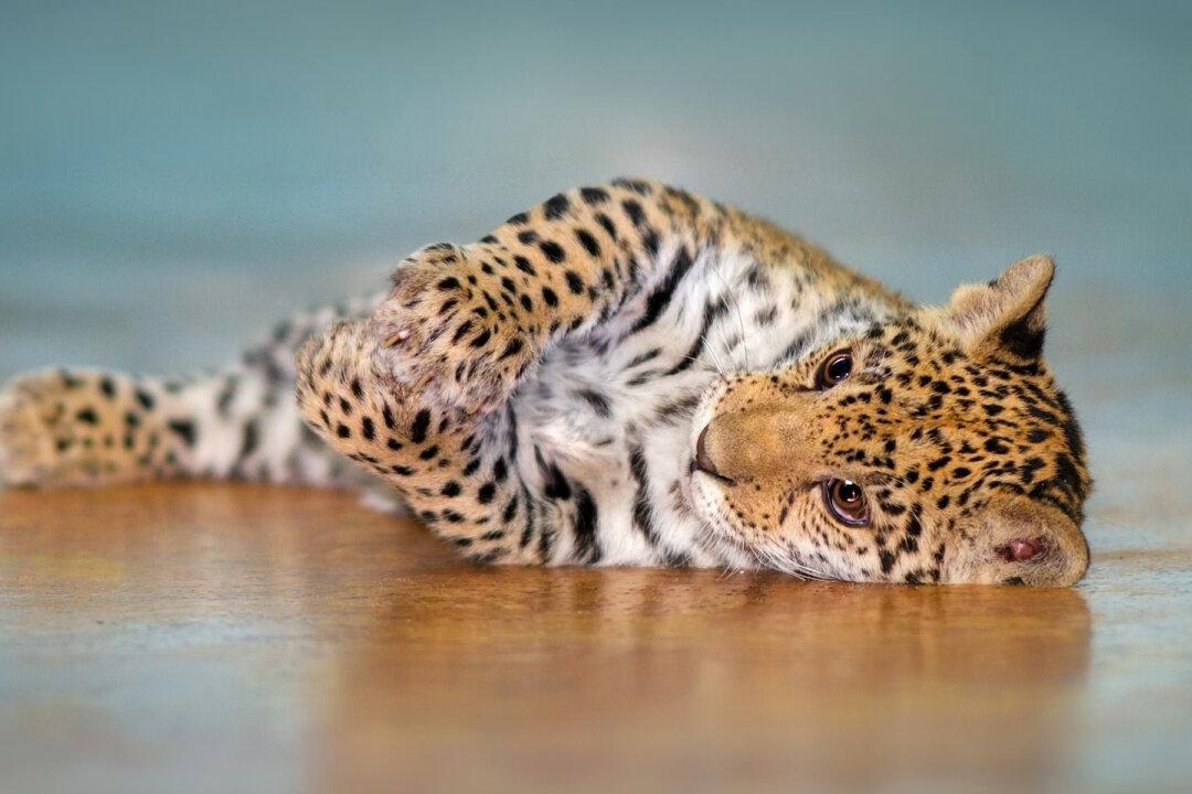 Hybrid Housecat With Tiger Stripes & Leopard Spots Is Mesmerizing the Internet