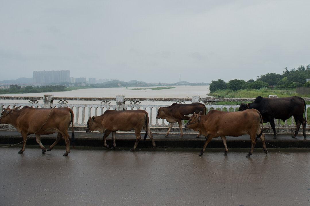 Heifer Herd Blocks Highway, Police Wrangle for 30 Minutes