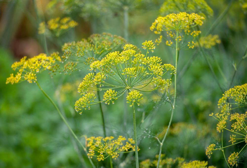 Food Memories: Fresh Dill and Summer Nostalgia