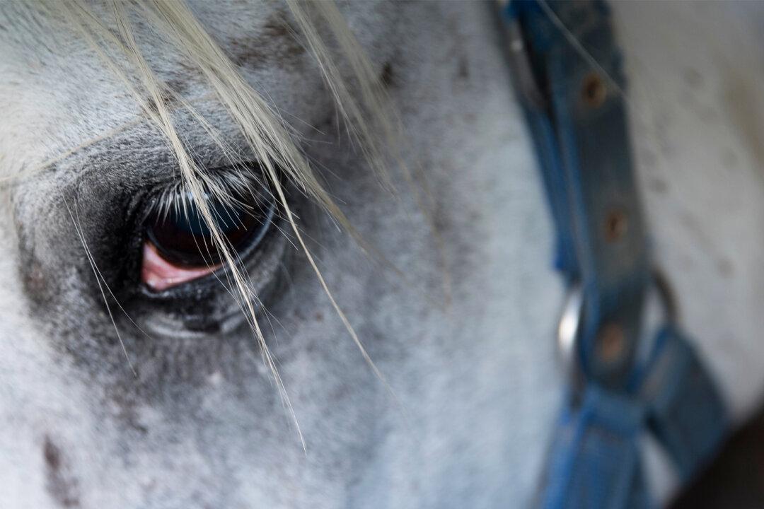 Heartbreaking Video Shows Grieving Horse Bidding His Owner a Final Goodbye at Funeral