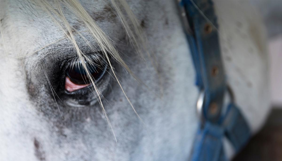 Heartbreaking Video Shows Grieving Horse Bidding His Owner a Final Goodbye at Funeral