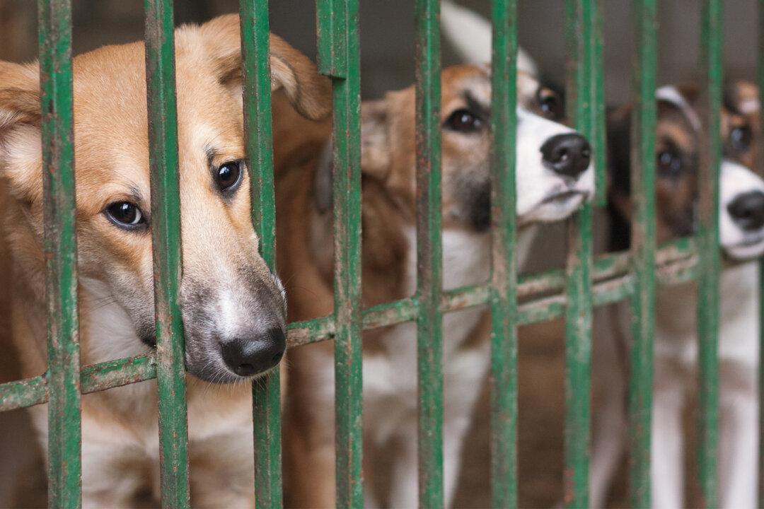 High School Cross-Country Team Takes Shelter Dogs for Runs to Get Exercise During Training