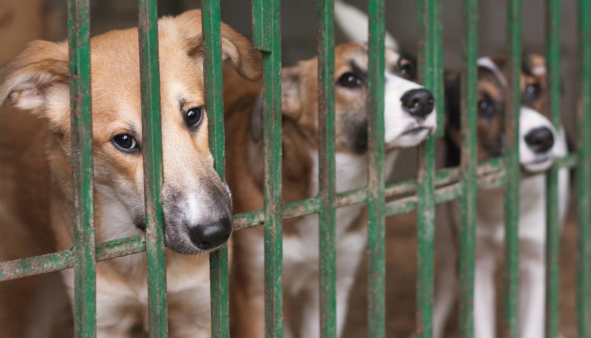 High School Cross-Country Team Takes Shelter Dogs for Runs to Get Exercise During Training
