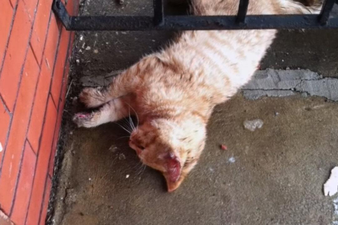 Science Teacher Saves Lifeless Cat That Was Found Freezing to Death on His Porch