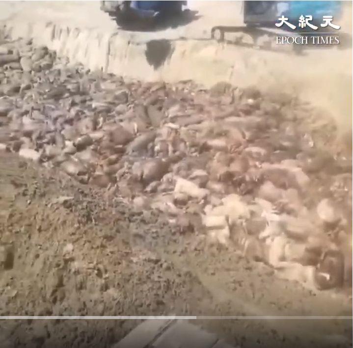 Thriving Fishing Village in China Polluted Because of African Swine Fever