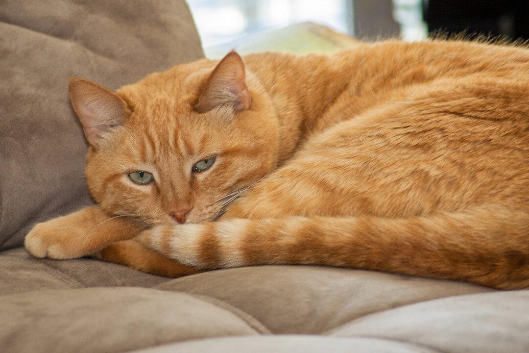 Social Cat Loves to Go to Class Every Day, So School Issues Him His Own Student ID