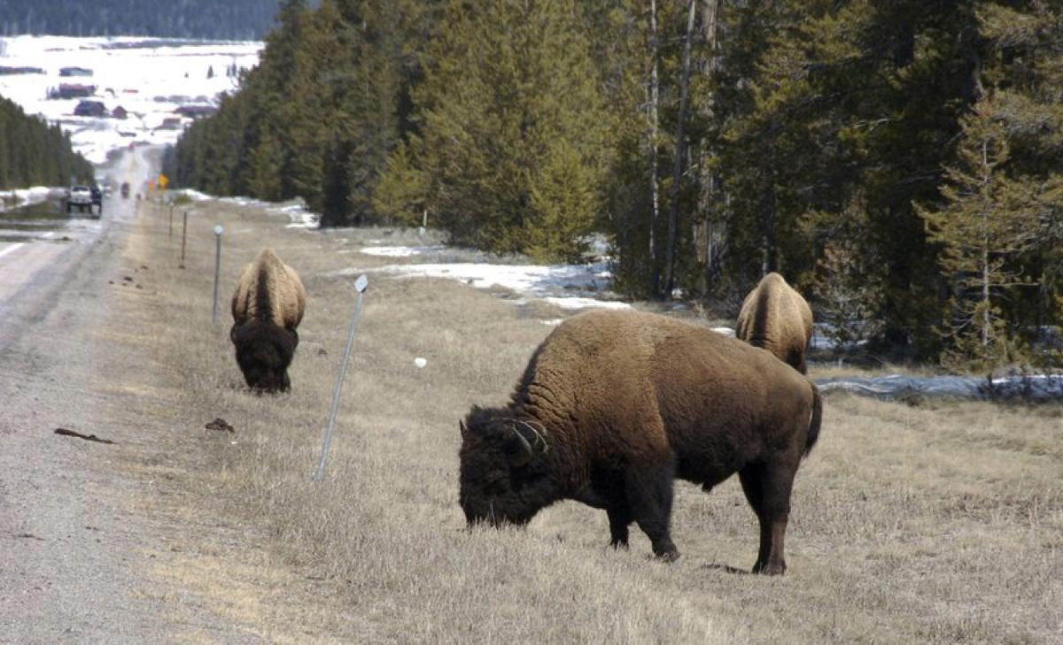 Video Shows a Giant Bison Ramming Into a Family’s Rental Car in Yellowstone
