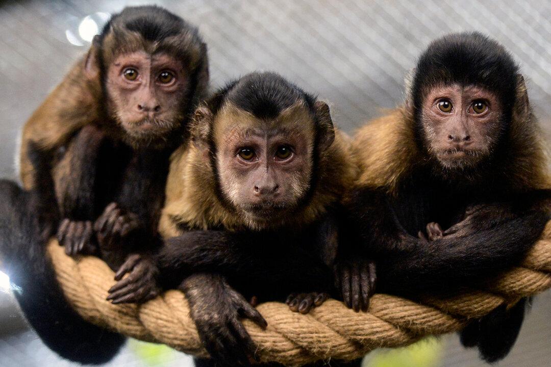 Monkey Surprises Itself When It Uses a Tool on Its Enclosure Window: Video