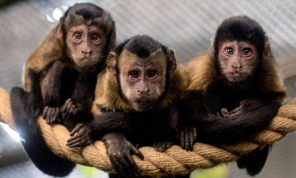 Monkey Surprises Itself When It Uses a Tool on Its Enclosure Window: Video