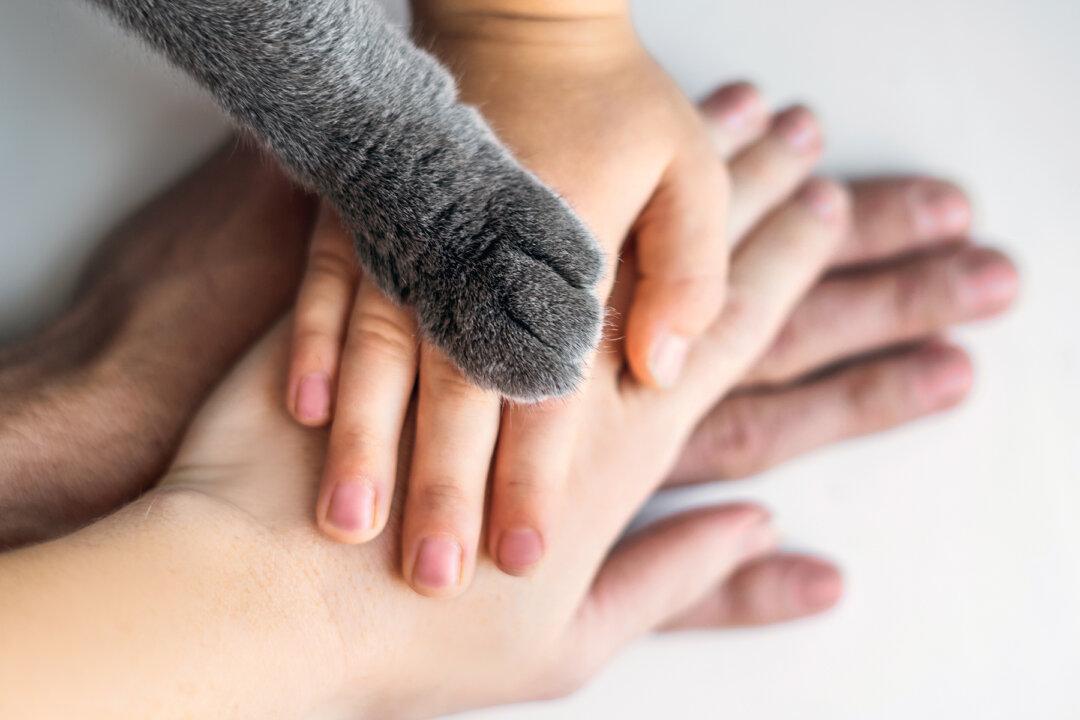 Viral Photo of Dying Cat ‘Holding’ Owner’s Hand on Final Trip to the Vet Breaks Hearts on the Internet