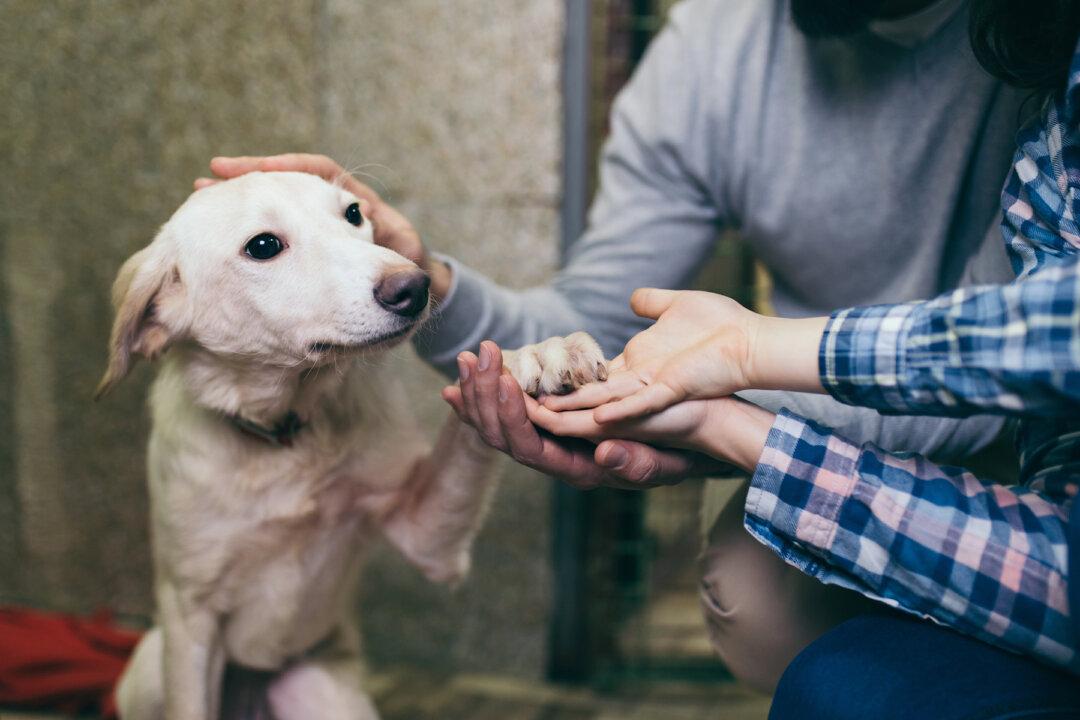 Adoptive Dog Was Returned to Same Shelter 11 Times–Then Staff Realize He’s Already Found His Home