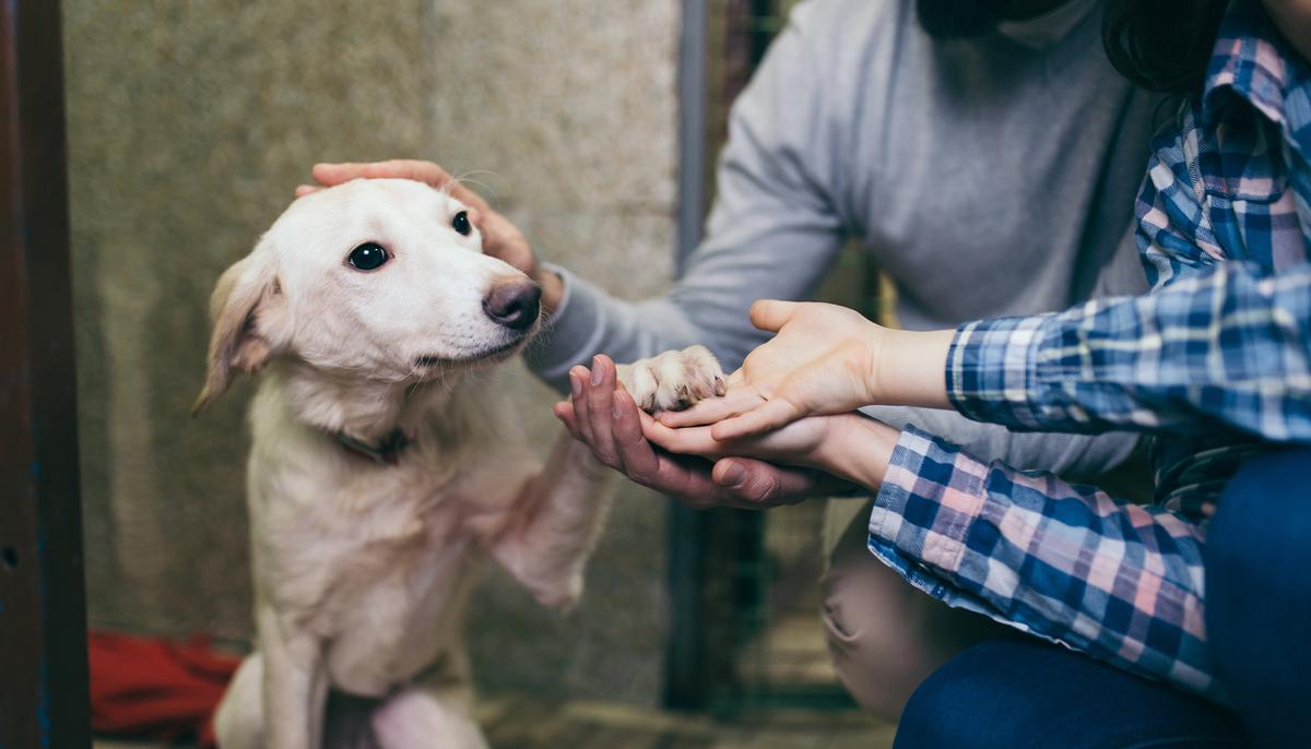 Adoptive Dog Was Returned to Same Shelter 11 Times–Then Staff Realize He’s Already Found His Home