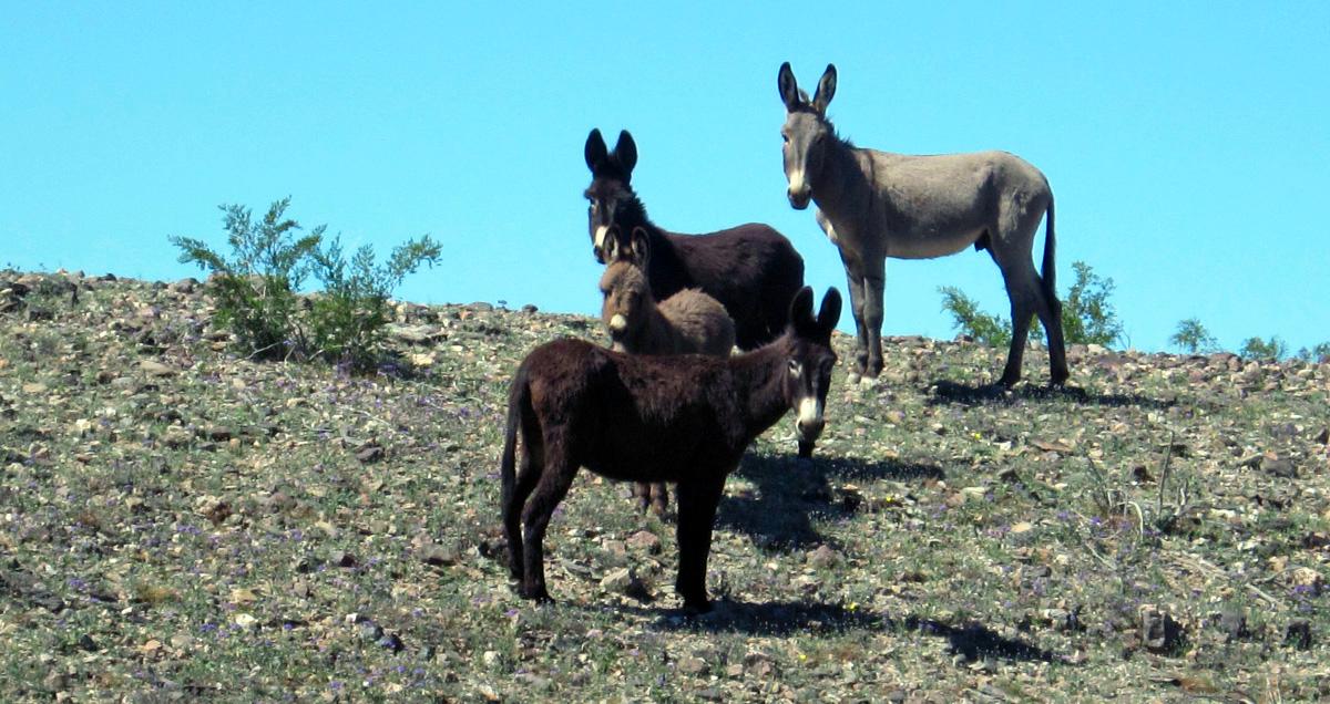 Reward Increases for Information on Poachers Suspected of Killing Wild Burros at the Mojave National Preserve