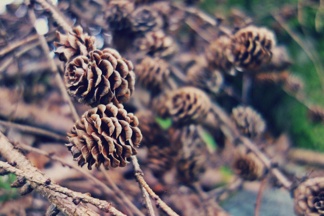 No Charges After Infant Choked to Death on Pinecone at Day Care in North Carolina