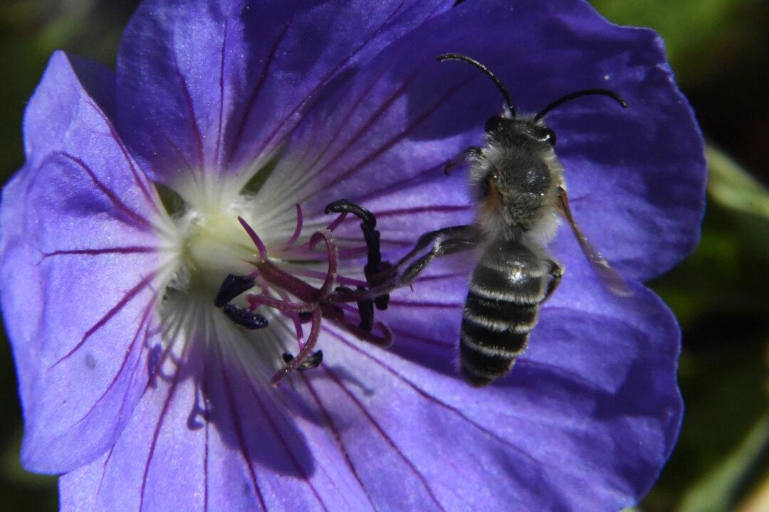 Roundup ‘Guts’ Bee Colonies, Threatens Human Health, Scientists Say