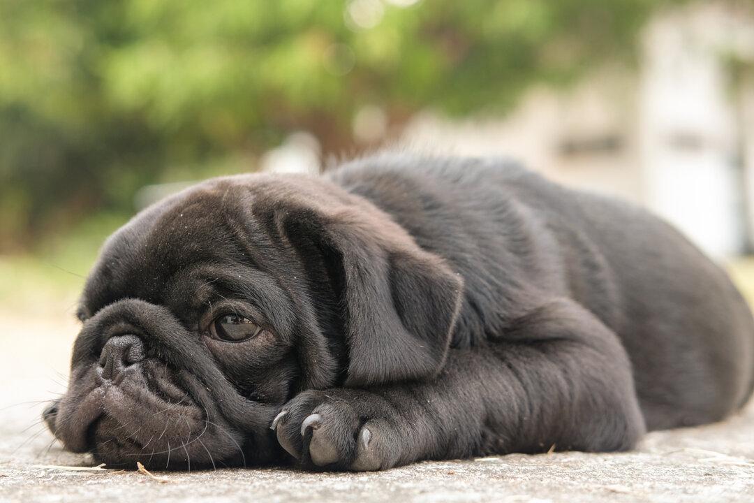 Brokenhearted Bulldog Pup Passes Away 15 Minutes After Owner Loses Brain Cancer Battle