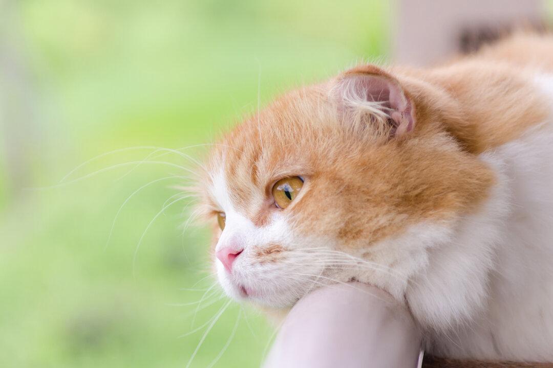 Kitten Scales Glass Enclosure in Pet Store Just to Play With Puppy Next Door