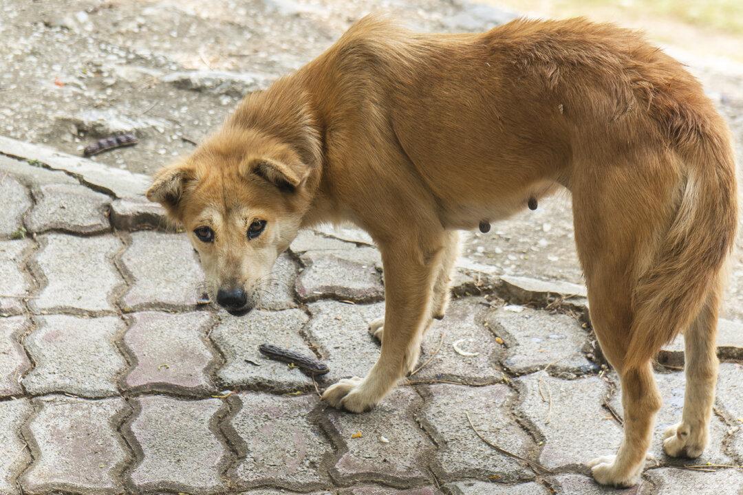 Dog Found Locked in Balcony for 2 Weeks Without Food or Water After Owners ‘Moved Out’
