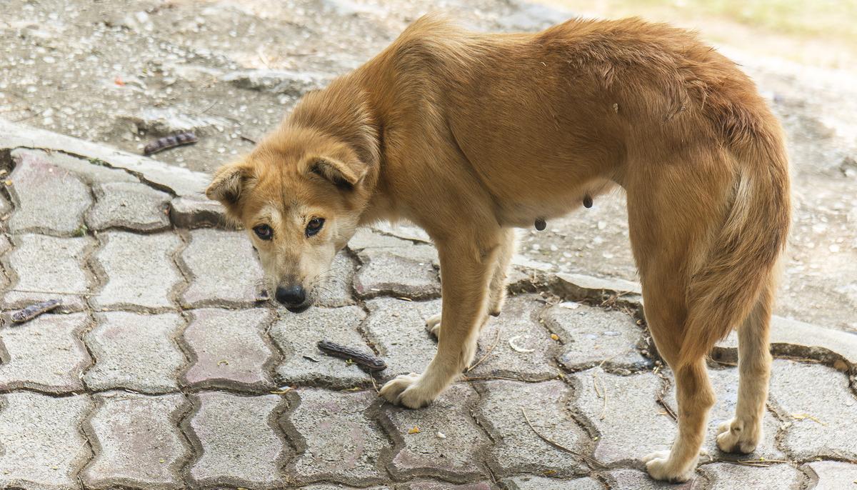 Dog Found Locked in Balcony for 2 Weeks Without Food or Water After Owners ‘Moved Out’