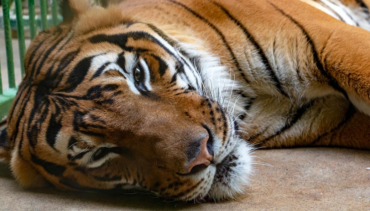 Tigress Gives Birth to Lifeless Cub but When She Starts Licking it, a Miracle Unfolds