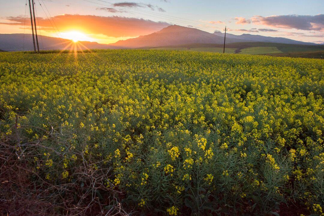 United Nations Misleads About Food Production and Climate Change