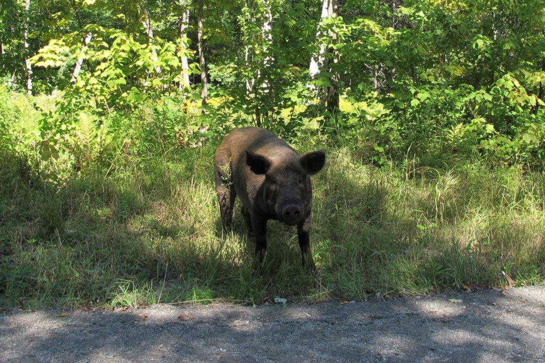 250 Pigs Escape; Most Back, Some With Help From Hot Dog Buns