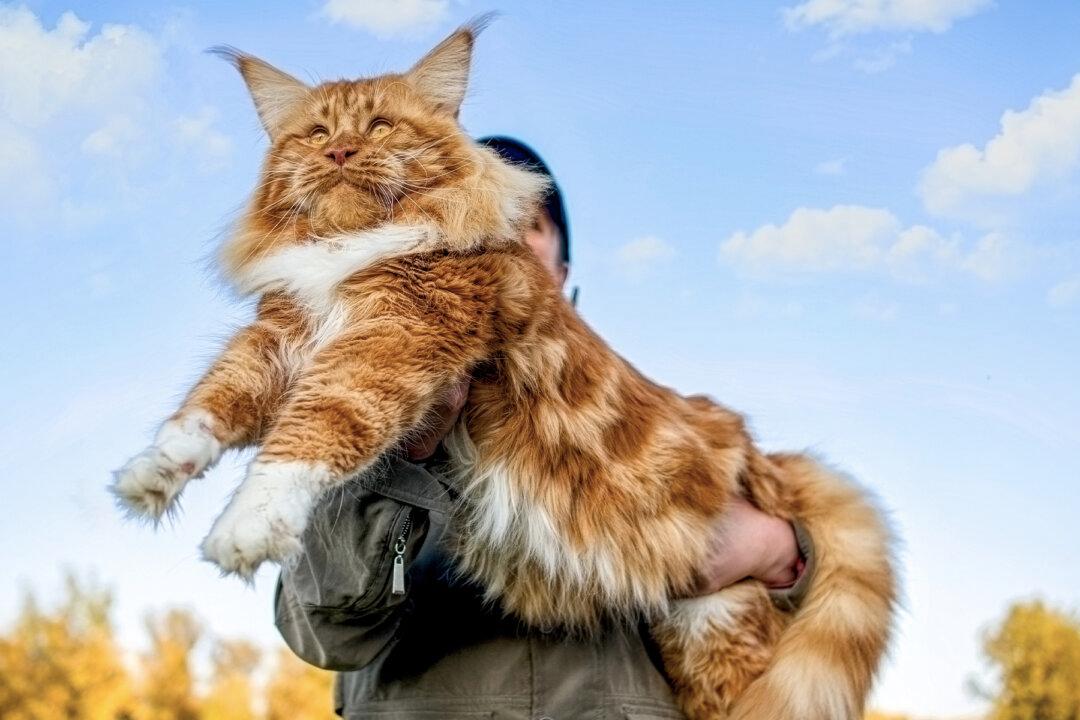 Meet Samson, the Largest Cat in New York City That Weighs 30lb and Is 4 Feet Long