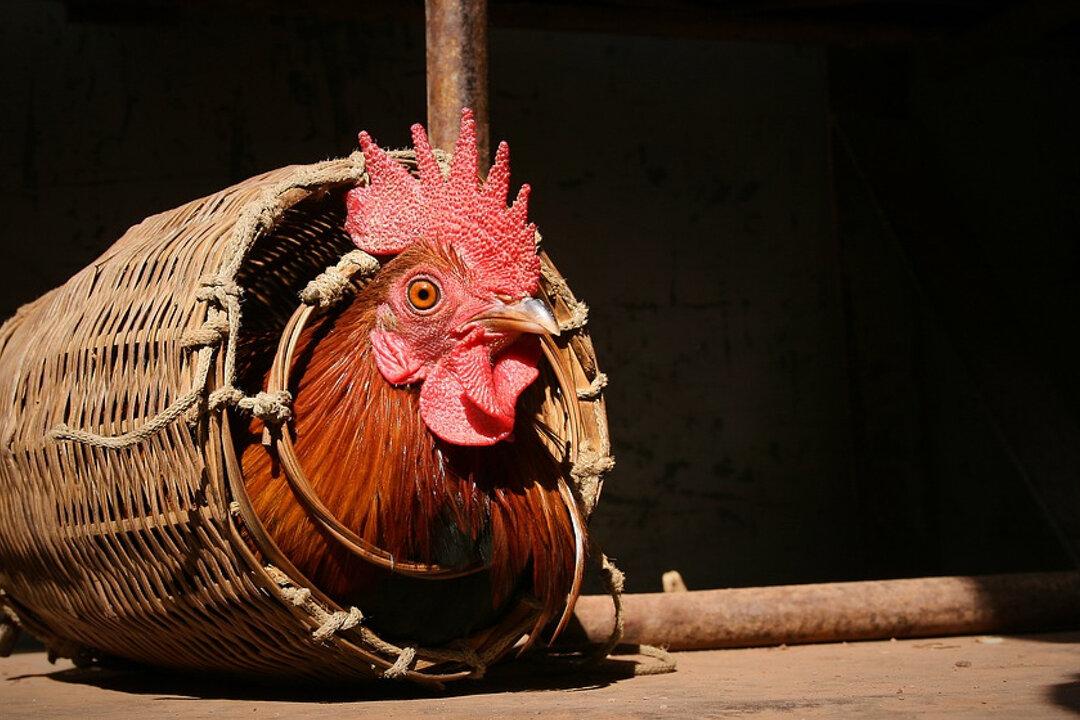 Elderly Woman Dies After Pet Rooster Punctured Her Varicose Vein