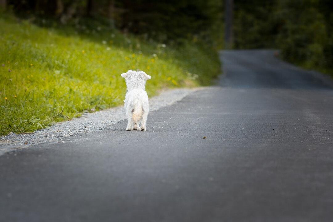 Heartrending Viral Video Shows Dog Chasing Car That Abandoned Him