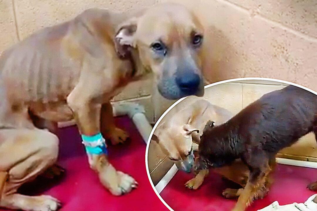 2 Abused Dogs Form Unbreakable Bond at Shelter–So They Find a Human Family to Adopt Both Together