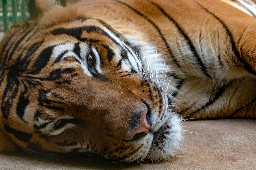 Endangered Sumatran Tiger Delivers Cub. An Hour Later, Camera Films Something Thrilling