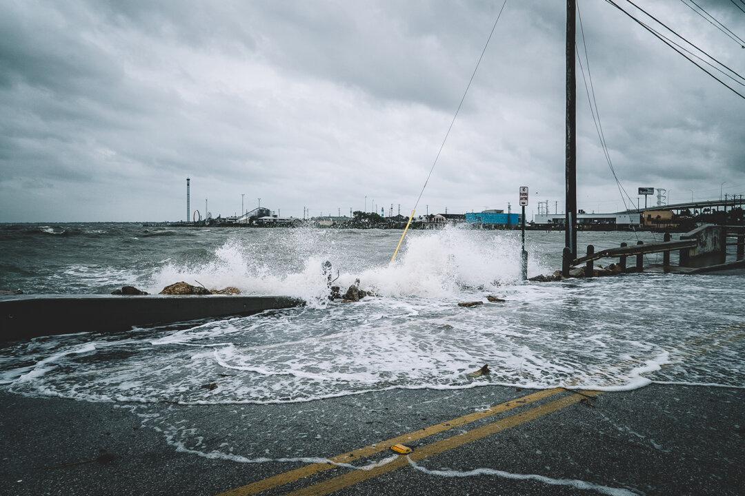 Bahamas Resident Opens Home to 97 Stray Dogs to Protect Them From Hurricane Dorian