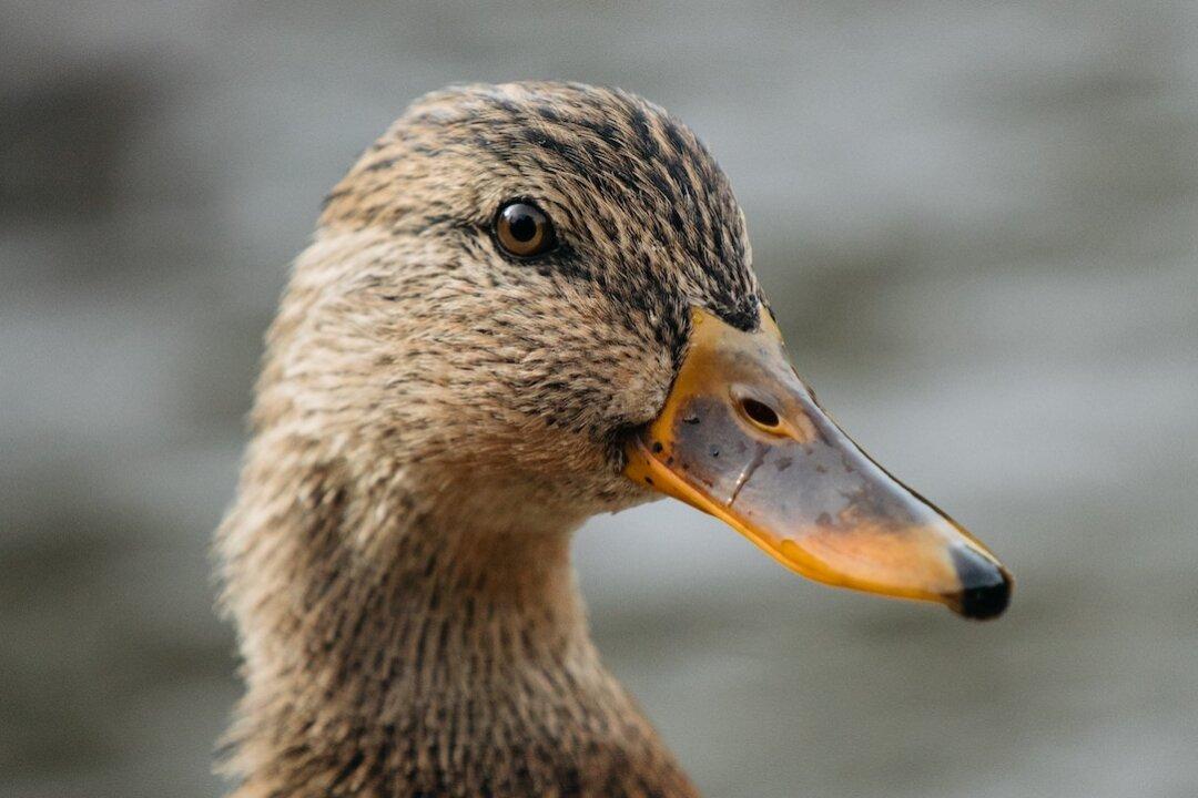 High School Football Players Suspended After Duck Was Killed: Reports