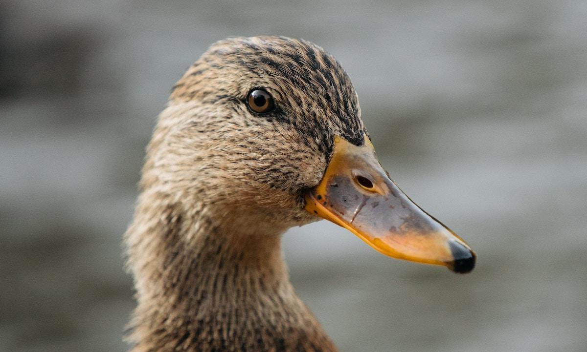 High School Football Players Suspended After Duck Was Killed: Reports
