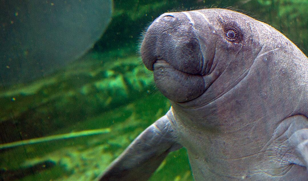 Video of Baby Manatee Being Fed After Surviving Hurricane Goes Viral