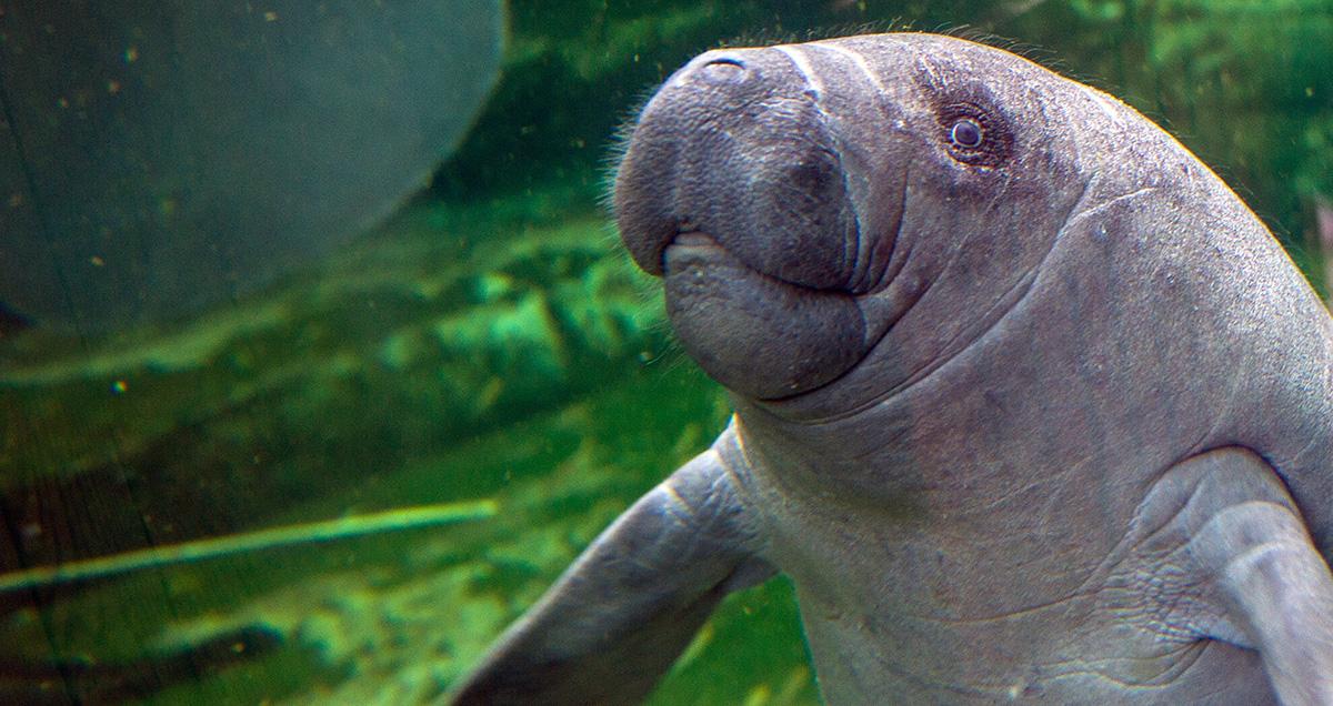 Video of Baby Manatee Being Fed After Surviving Hurricane Goes Viral