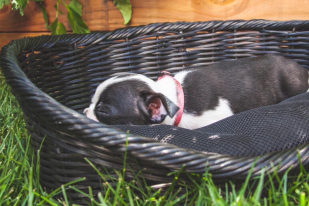 Hunt On for Woman Filmed Stubbing Out a Cigarette on a Pup’s Eye and Breaking Its Limbs