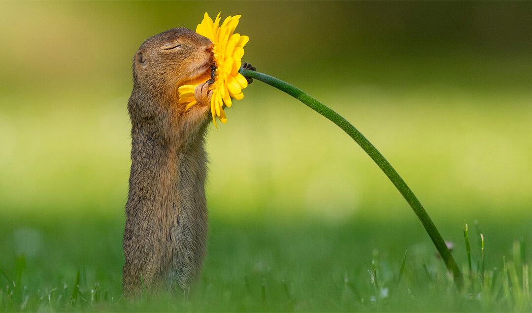 Impressive Photo of the Moment a Squirrel Sniffs a Flower Goes Viral