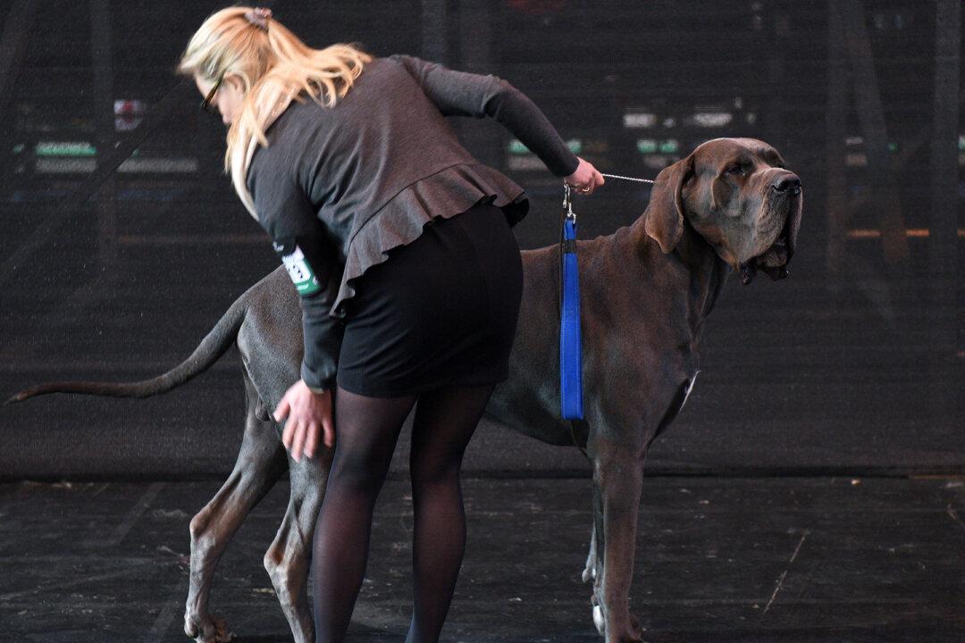7-foot-tall Great Dane Named Freddy Sets Guinness Record for ‘World’s Largest Dog’