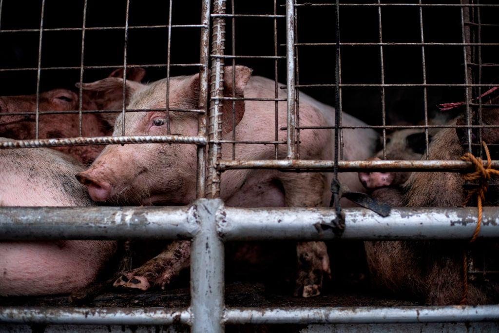 Taiwan Government Implements Urgent Measures After African Swine Fever Outbreak in Philippines