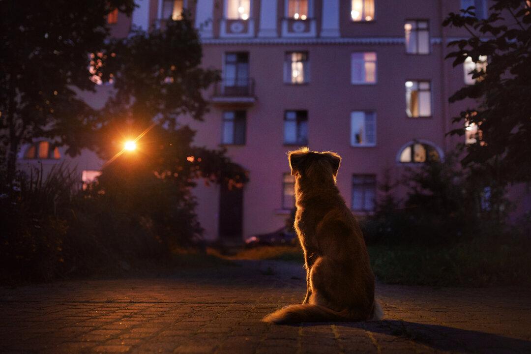 Dog Walks a Risky 4-Mile Trek Each Night to Get Leftovers and Run Back to Feed Friends