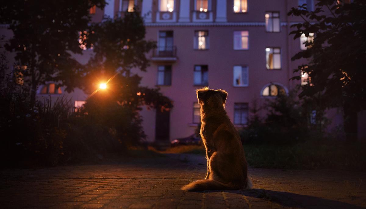 Dog Walks a Risky 4-Mile Trek Each Night to Get Leftovers and Run Back to Feed Friends