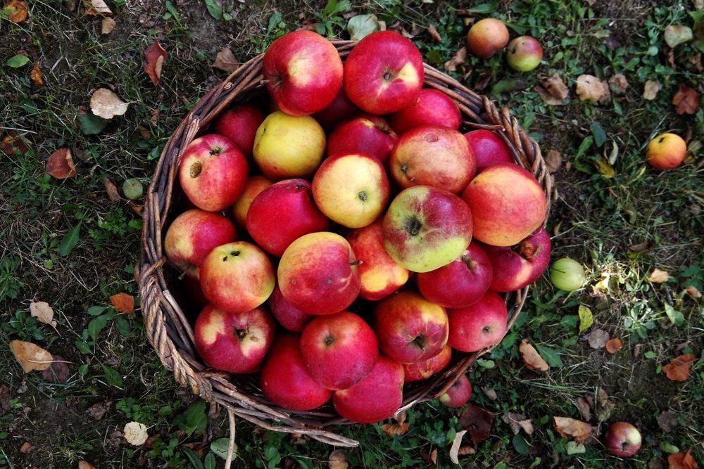 Gone Heirloom Apple Hunting