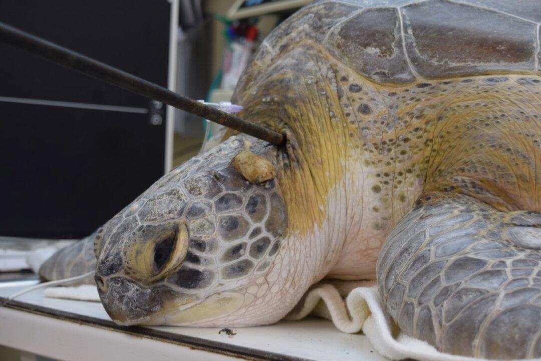 Sea Turtle Found With Spear in Its Neck is Latest in String of Attacks in Florida