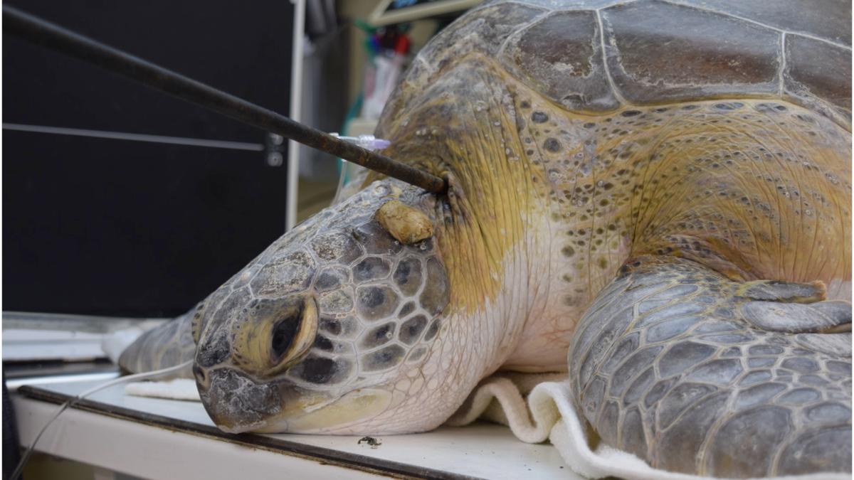 Sea Turtle Found With Spear in Its Neck is Latest in String of Attacks in Florida