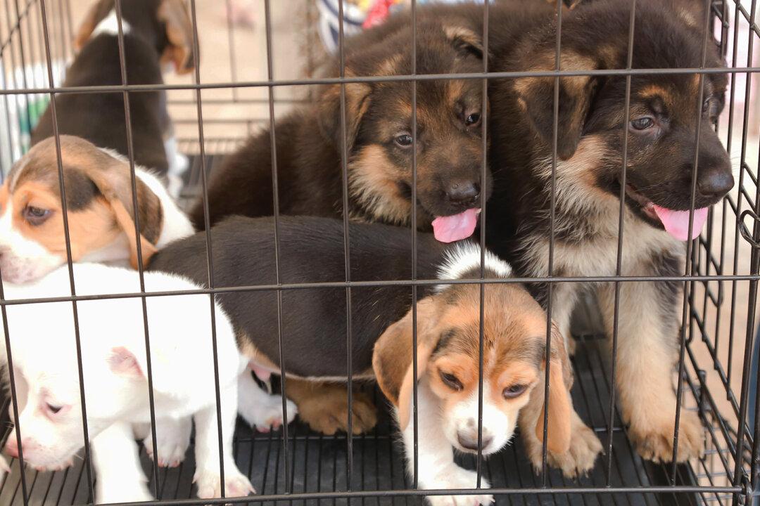 Scared Dog Rescued From Puppy Mill Comforted by a Volunteer Who Sits Down in Her Cage