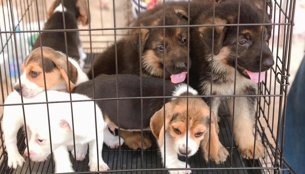 Scared Dog Rescued From Puppy Mill Comforted by a Volunteer Who Sits Down in Her Cage