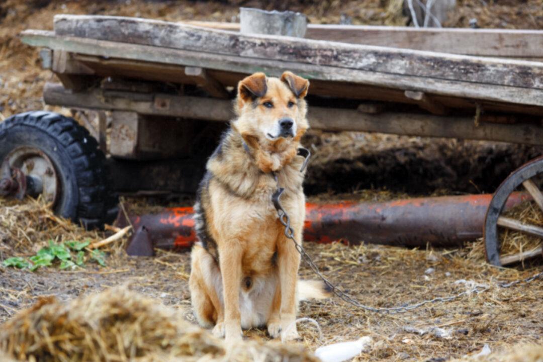 Dog Called ‘Untouchable’ by Owner Was Chained for 10 Days to a Trailer and Left to Die