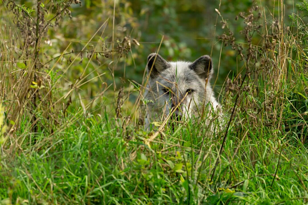 Man Risks His Life to Rescue Timber Wolf Stuck in Hunting Trap