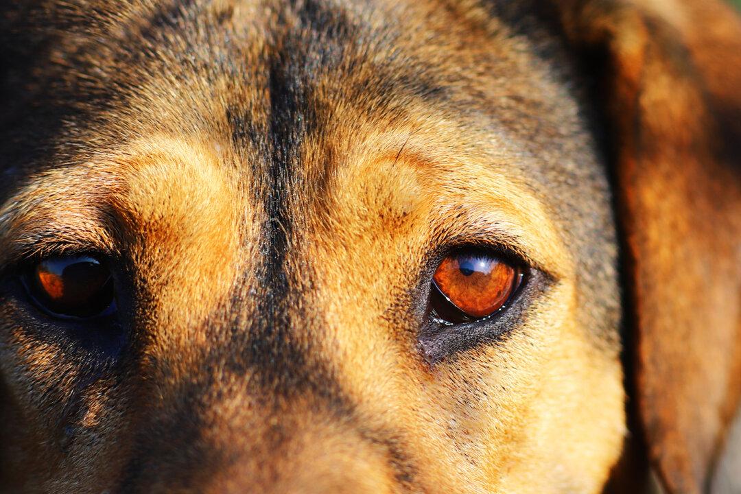 A Dog Pictured Riding a Bus by Itself Could Be Up for Adoption